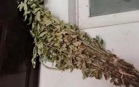 干艾草挂门上最忌讳三个原因