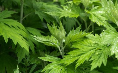 艾草种在大门左边还是右边好