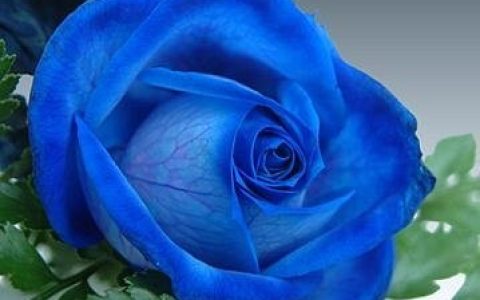花朵透视你适合什么职业