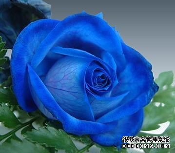 花朵透视你适合什么职业