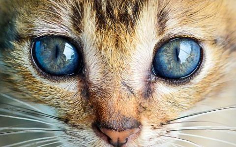 梦到五只猫什么意思 梦到五只猫是什么预兆解梦
