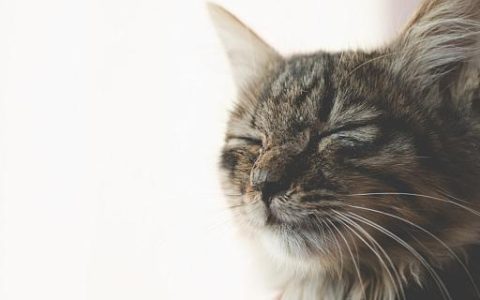 梦见猫抱着我什么意思 梦见猫抱着我意味着什么