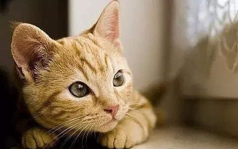 梦见猫是什么预兆 周公解梦