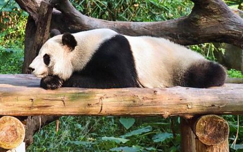 梦见浑身是血的黑猫是什么意思 梦见浑身是血的黑猫代表了什么