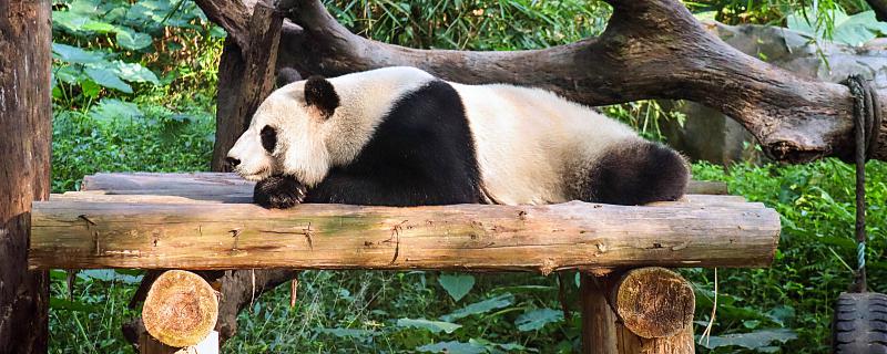 梦见浑身是血的黑猫是什么意思 梦见浑身是血的黑猫代表了什么