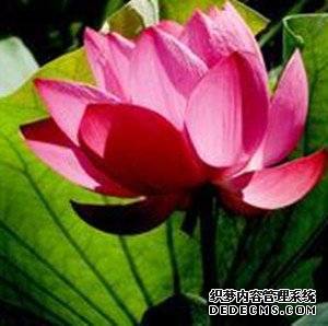 你有难是谁会出来挺你