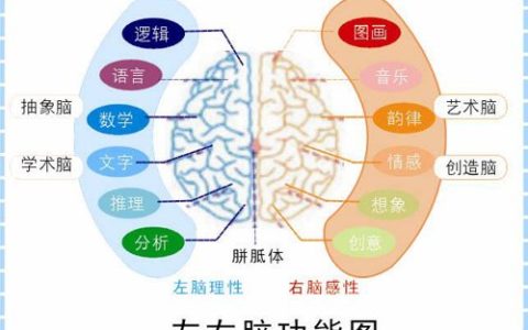 你偏重使用左半脑还是右半脑
