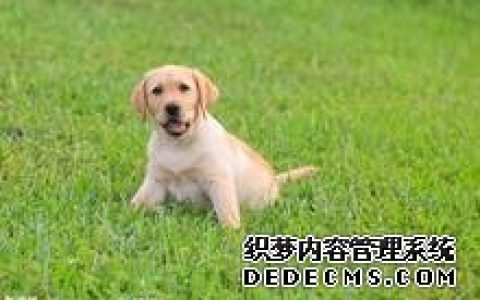 养宠物测你人际关系