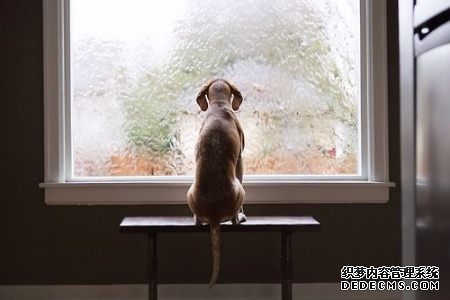你是一只快乐的单身狗吗