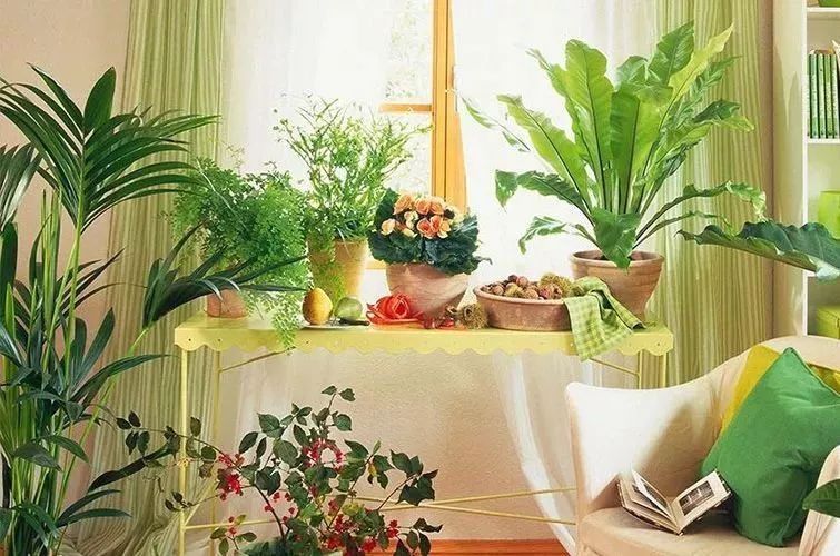 植物风水摆放禁忌：卧室里放植物好吗？摆什么最旺运？