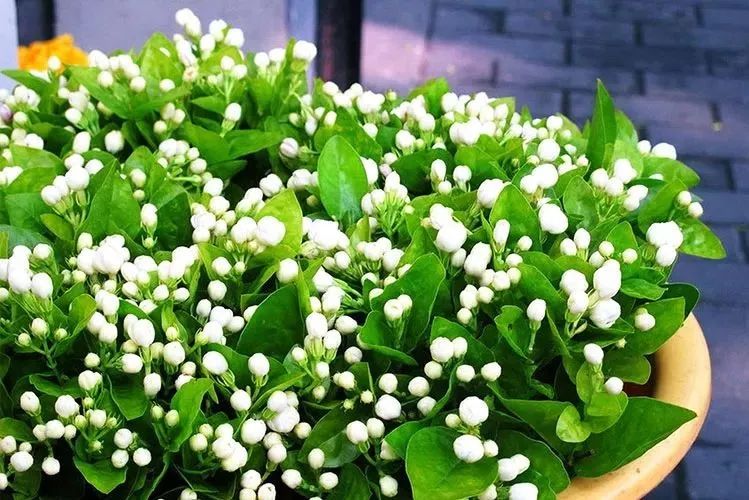 植物风水摆放禁忌：卧室里放植物好吗？摆什么最旺运？