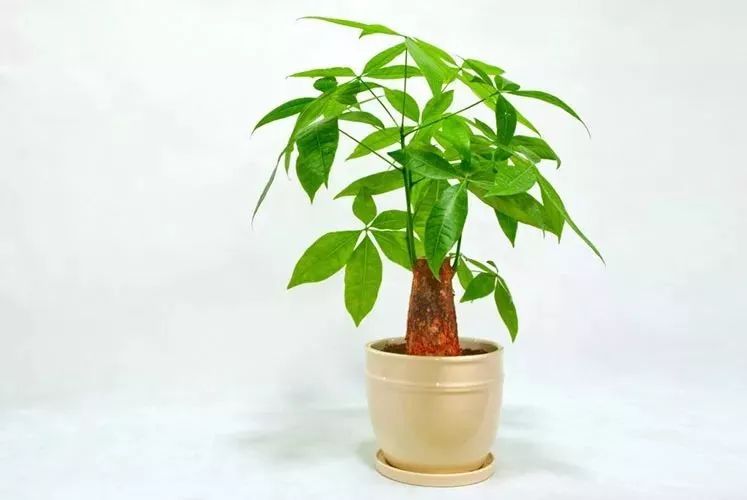 植物风水摆放禁忌：卧室里放植物好吗？摆什么最旺运？