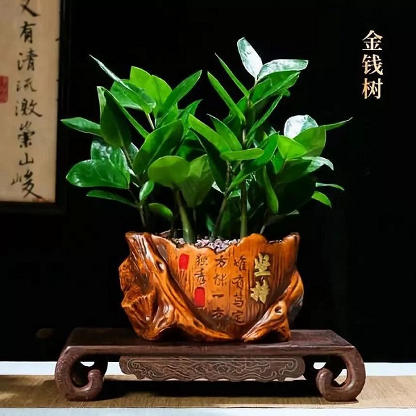 宝：十二生肖配对助运植物，让自己势如破竹！
