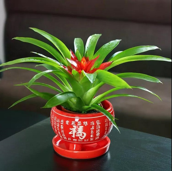 宝：十二生肖配对助运植物，让自己势如破竹！