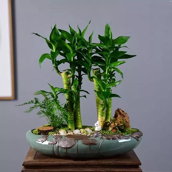 宝：十二生肖配对助运植物，让自己势如破竹！