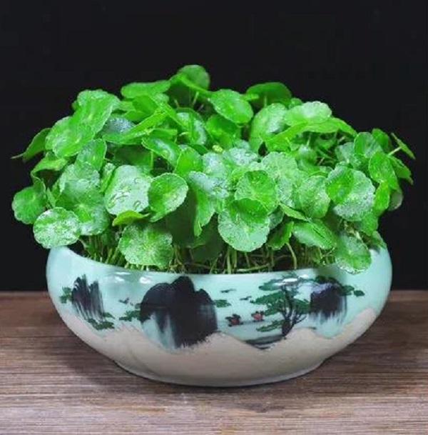 宝：十二生肖配对助运植物，让自己势如破竹！