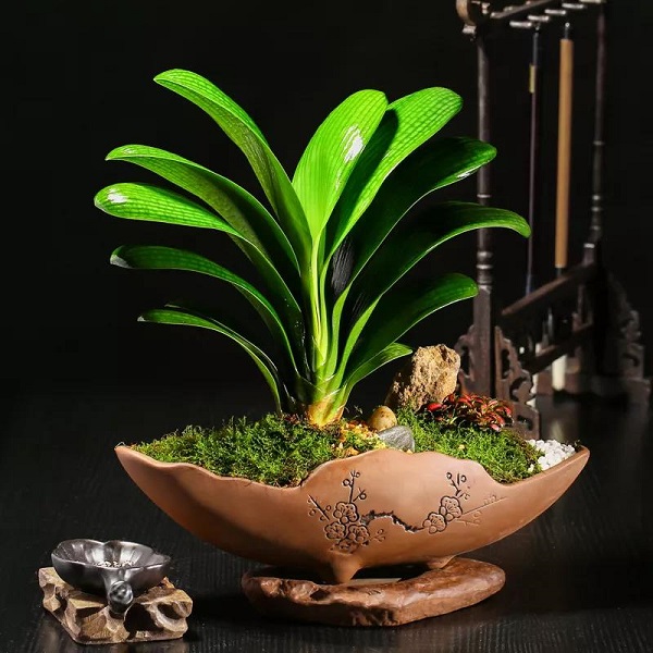 宝：十二生肖配对助运植物，让自己势如破竹！
