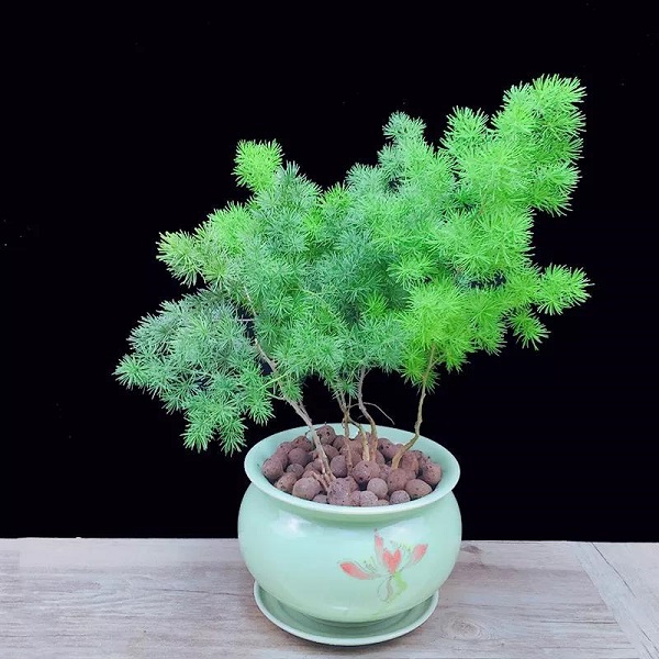 宝：十二生肖配对助运植物，让自己势如破竹！
