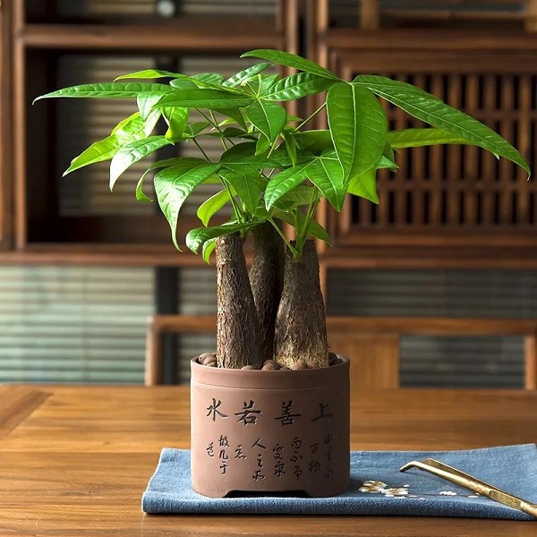 宝：十二生肖配对助运植物，让自己势如破竹！
