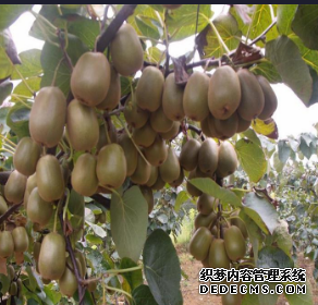 心理测试:渴了想摘哪个水果吃?测你即将要发生的好事是什么