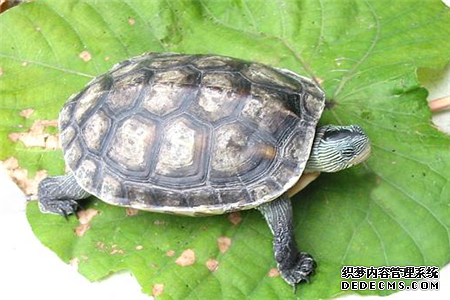 测试你是被虐千万遍的单身狗吗