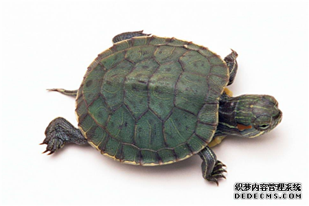 测你在职场像哪一种动物