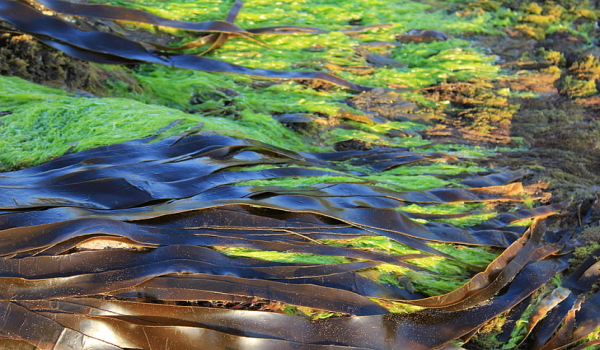 梦见海带是什么意思 梦见海带有什么预兆