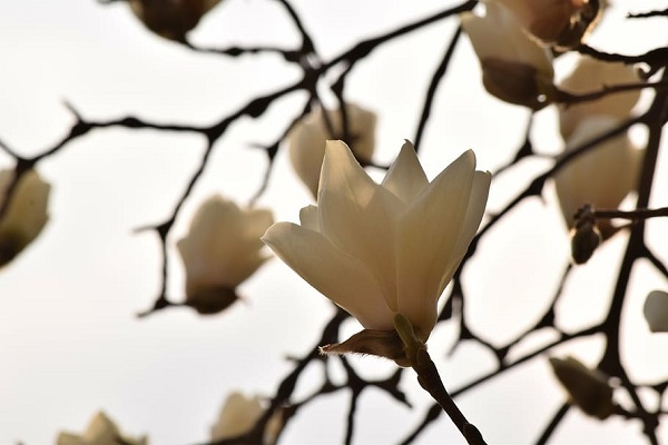 梦见白兰花什么意思 梦见白兰花有什么征兆