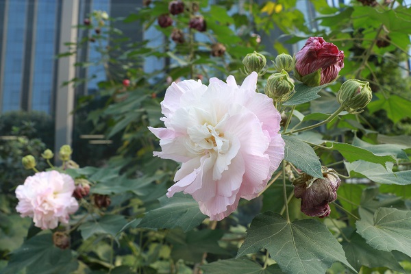 梦见芙蓉预示什么 梦见芙蓉好不好