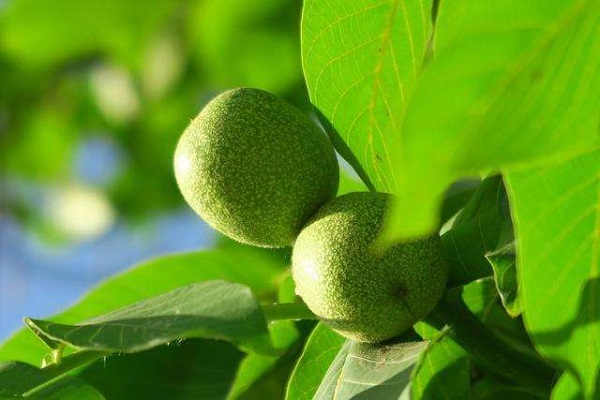 梦见核桃树什么意思 梦见核桃树好不好