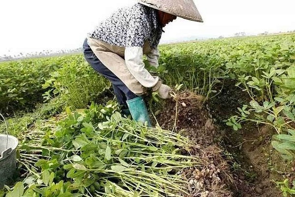 怀孕梦见花生预示什么 怀孕梦见花生有什么征兆