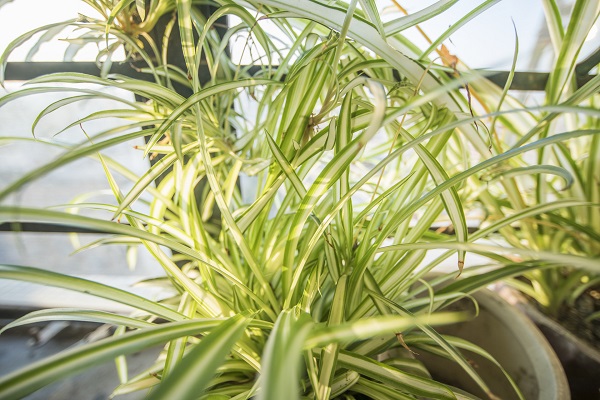 梦见兰花开得很茂盛什么意思 梦见兰花开得很茂盛预示什么