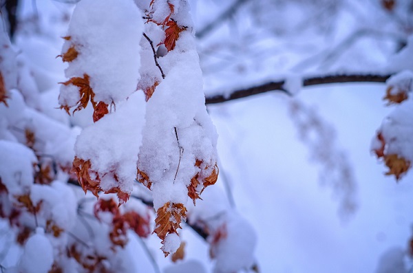 梦见雪中开花什么意思 梦见雪中开花预示什么