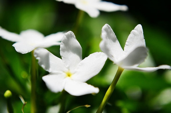 梦见茉莉花预示什么 梦见茉莉花好不好