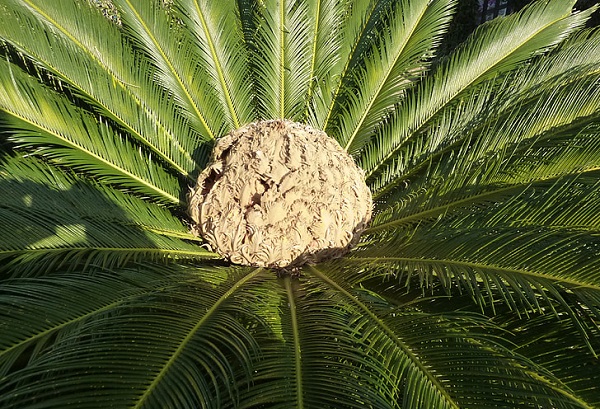 梦见铁树开花是什么意思 梦见铁树开花好不好