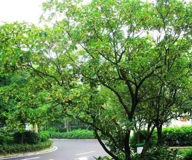 庭院风水怎么布局