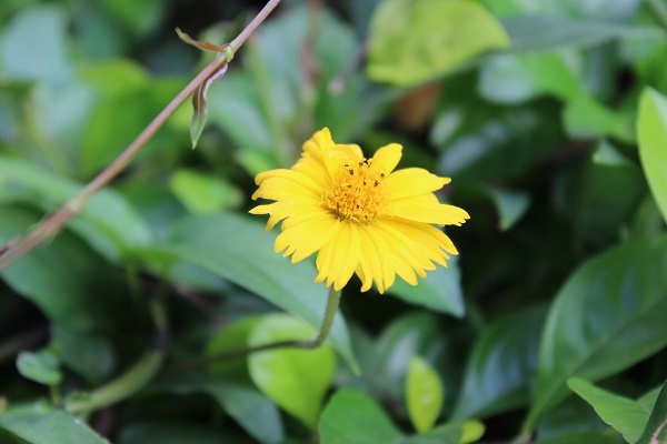 梦见黄色花朵什么意思 梦见黄色花朵预示什么