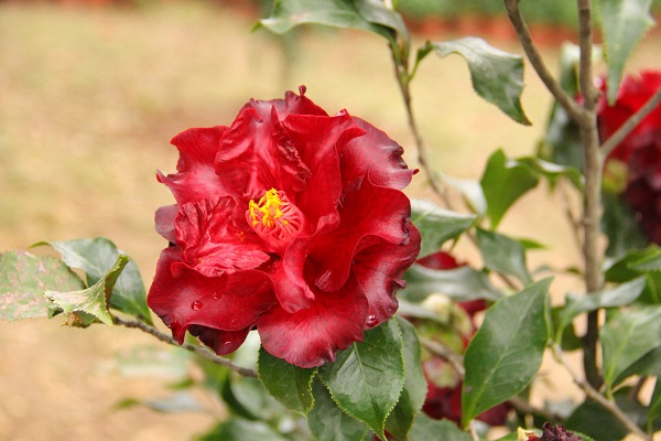 梦见山茶花有什么征兆 梦见山茶花预示什么