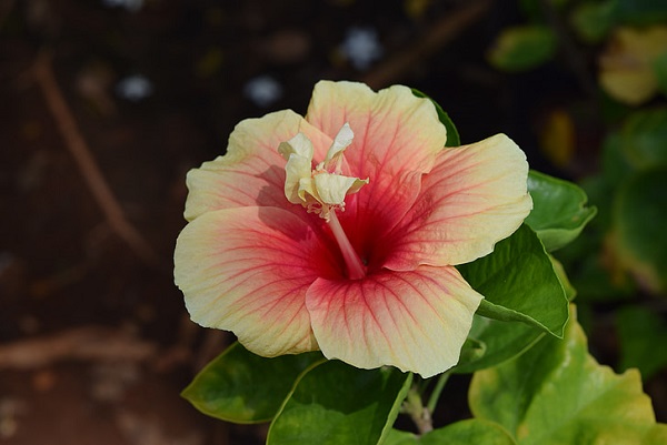 梦见芙蓉花预示什么 梦见芙蓉花好不好