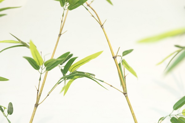 梦见富贵竹预示什么 梦见富贵竹好不好