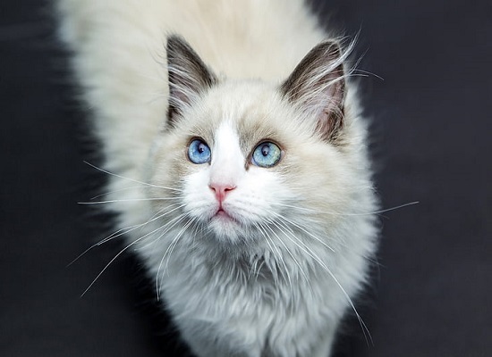 梦见被猫追是什么意思 梦见被猫追有什么预兆