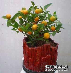 风水培训-室内摆放这些植物和花卉，房间风水迅速提升！-风水