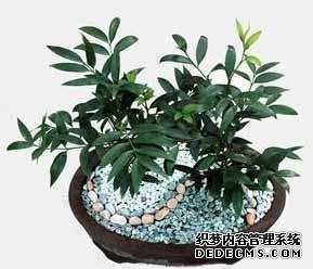 风水培训-室内摆放这些植物和花卉，房间风水迅速提升！-风水