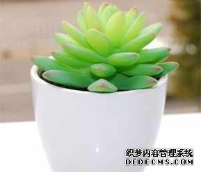 风水培训-室内摆放这些植物和花卉，房间风水迅速提升！-风水