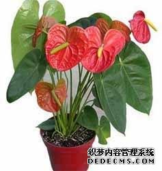 风水培训-室内摆放这些植物和花卉，房间风水迅速提升！-风水