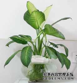 风水培训-室内摆放这些植物和花卉，房间风水迅速提升！-风水