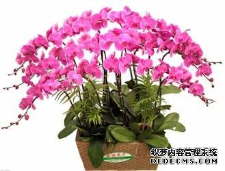 风水培训-室内摆放这些植物和花卉，房间风水迅速提升！-风水