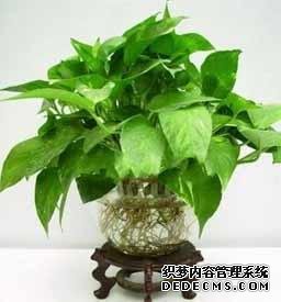 风水培训-室内摆放这些植物和花卉，房间风水迅速提升！-风水