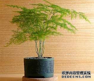 风水培训-室内摆放这些植物和花卉，房间风水迅速提升！-风水