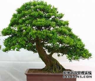 风水培训-室内摆放这些植物和花卉，房间风水迅速提升！-风水